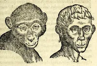 Picture 57 of 62 from De hvmana physiognomonia Ioannis Baptistae Portae Neapolitani libri IIII : qvi ab extimis, quae in hominum corporibus conspiciuntur signis, ita eorum naturas, mores & consilia (egregiis ad viuum expressis iconibvs) demonstrant, vt intimos animi recessus penetrare videantur ... : nunc ab innumeris mendis, quibus passim neapolitana scatebat editio, emendati, primumq[ue] in Germania in lucem editi : cum duplici rerum & verborum indice longe locupletissimo (1593), leaf 395