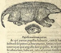 Picture 59 of 62 from De hvmana physiognomonia Ioannis Baptistae Portae Neapolitani libri IIII : qvi ab extimis, quae in hominum corporibus conspiciuntur signis, ita eorum naturas, mores & consilia (egregiis ad viuum expressis iconibvs) demonstrant, vt intimos animi recessus penetrare videantur ... : nunc ab innumeris mendis, quibus passim neapolitana scatebat editio, emendati, primumq[ue] in Germania in lucem editi : cum duplici rerum & verborum indice longe locupletissimo (1593), leaf 402