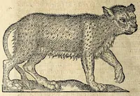 An illustration from De hvmana physiognomonia Ioannis Baptistae Portae Neapolitani libri IIII : qvi ab extimis, quae in hominum corporibus conspiciuntur signis, ita eorum naturas, mores & consilia (egregiis ad viuum expressis iconibvs) demonstrant, vt intimos animi recessus penetrare videantur ... : nunc ab innumeris mendis, quibus passim neapolitana scatebat editio, emendati, primumq[ue] in Germania in lucem editi : cum duplici rerum & verborum indice longe locupletissimo (1593)