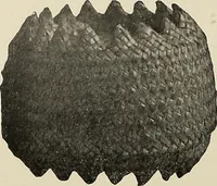 An illustration from De inlandsche kunstnijverheid in Nederlandsch Indië (1912)