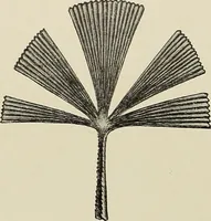 An illustration from De inlandsche kunstnijverheid in Nederlandsch Indië (1912)