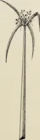 An illustration from De inlandsche kunstnijverheid in Nederlandsch Indië (1912)
