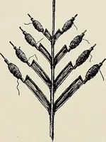 An illustration from De inlandsche kunstnijverheid in Nederlandsch Indië (1912)