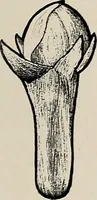 An illustration from De inlandsche kunstnijverheid in Nederlandsch Indië (1912)