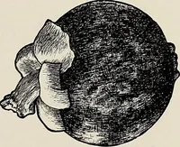 An illustration from De inlandsche kunstnijverheid in Nederlandsch Indië (1912)