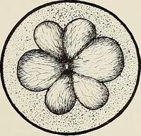 An illustration from De inlandsche kunstnijverheid in Nederlandsch Indië (1912)