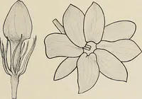 An illustration from De inlandsche kunstnijverheid in Nederlandsch Indië (1912)