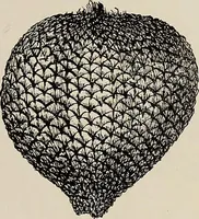 An illustration from De inlandsche kunstnijverheid in Nederlandsch Indië (1912)