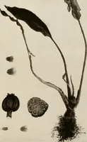 An illustration from De inlandsche kunstnijverheid in Nederlandsch Indië (1912)