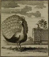 An illustration from De kapelle der dooden, of de algemeene dooden-spiegel. In welken alle menschen, van wat staat of rang zy zyn mogen, zich tot hun nut konnen beschouwen; om indagtig te zyn het memento mori, of gedenkt to sterven .. (1741)