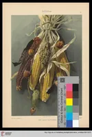 An illustration from Dekorative Vorbilder: farbige Meisterwerke aus alter und neuer Zeit — 15.1904 (1904)