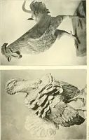 Picture 123 of 232 from Dekorative skvlptvr: figvr, ornament, architektvrplastik avs den havptepochen der kvnst (1910), leaf 88