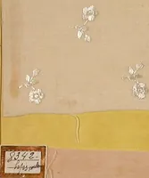 Picture 103 of 193 from Sample book of French embroidery, 1850? (1850), leaf 69