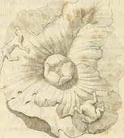 Picture 26 of 73 from Histoire de l'art chez les anciens (1801), leaf 531