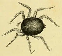 An illustration from De l'Atlantique au Niger par le Foutah-Djallon : carnet de voyage (1883)