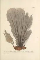 An illustration from Deliciae naturae selectae, oder, Auserlesenes Natüralien-Cabinet welches aus den drey Reichen der Natur zeiget : was von curiösen Liebhabern aufbehalten und gesammlet [i.e. gesammelt] zu werden verdienet (1766)