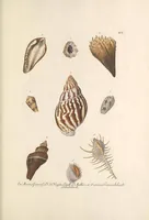 An illustration from Deliciae naturae selectae, oder, Auserlesenes Natüralien-Cabinet welches aus den drey Reichen der Natur zeiget : was von curiösen Liebhabern aufbehalten und gesammlet [i.e. gesammelt] zu werden verdienet (1766)