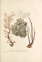 An illustration from Deliciae naturae selectae, oder, Auserlesenes Natüralien-Cabinet welches aus den drey Reichen der Natur zeiget : was von curiösen Liebhabern aufbehalten und gesammlet [i.e. gesammelt] zu werden verdienet (1766)