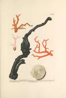 An illustration from Deliciae naturae selectae, oder, Auserlesenes Natüralien-Cabinet welches aus den drey Reichen der Natur zeiget : was von curiösen Liebhabern aufbehalten und gesammlet [i.e. gesammelt] zu werden verdienet (1766)