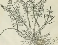 An illustration from Della architettvra (1590)