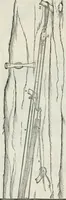 An illustration from Della architettvra (1590)