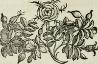 An illustration from Della architettvra (1590)