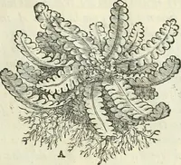 An illustration from Della architettvra (1590)