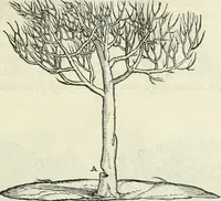 An illustration from Della architettvra (1590)
