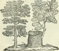 Picture 59 of 183 from Della architettvra (1590), leaf 58
