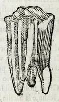 An illustration from Della descrittione di Malta isola nel mare Siciliano : con le sue antichita, ed altre notitie : libri quattro (1647)