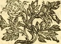 An illustration from Della felicità di Padova (1623)