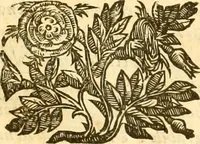 An illustration from Della felicità di Padova (1623)