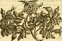 Picture 75 of 136 from Della felicità di Padova (1623), leaf 247