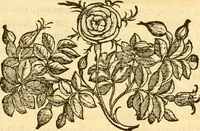 Picture 8 of 136 from Della felicità di Padova (1623), leaf 34