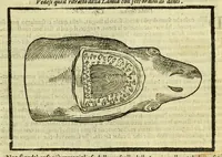 Picture 16 of 50 from Della fisionomia dell'huomo (1644), leaf 127