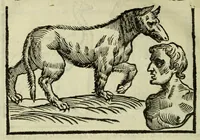 An illustration from Della fisionomia dell'huomo (1644)