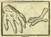 Picture 26 of 50 from Della fisionomia dell'huomo (1644), leaf 191