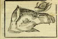 Picture 29 of 50 from Della fisionomia dell'huomo (1644), leaf 215