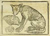 Picture 30 of 50 from Della fisionomia dell'huomo (1644), leaf 225