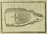 Picture 36 of 50 from Della fisionomia dell'huomo (1644), leaf 314