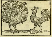 Picture 3 of 50 from Della fisionomia dell'huomo (1644), leaf 41
