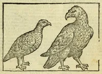 Picture 6 of 50 from Della fisionomia dell'huomo (1644), leaf 63