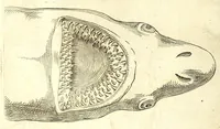 Picture 33 of 67 from Della fisonomia dell' huomo (1610), leaf 136