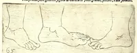 Picture 42 of 67 from Della fisonomia dell' huomo (1610), leaf 196