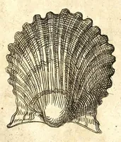 Picture 47 of 67 from Della fisonomia dell' huomo (1610), leaf 208