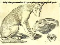Picture 51 of 67 from Della fisonomia dell' huomo (1610), leaf 237