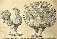 Picture 5 of 67 from Della fisonomia dell' huomo (1610), leaf 42