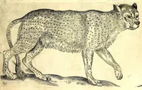 Picture 10 of 67 from Della fisonomia dell' huomo (1610), leaf 65