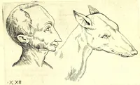 Picture 20 of 67 from Della fisonomia dell' huomo (1610), leaf 93