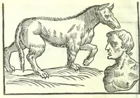 An illustration from Della fisonomia dell'huomo (1613)